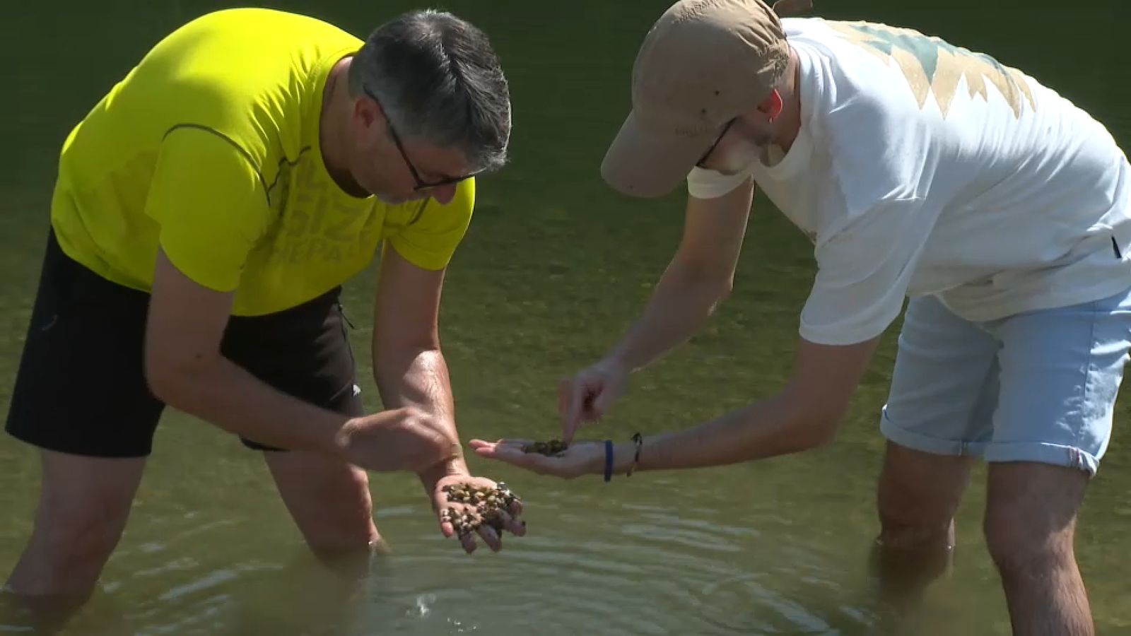 Dos homes agafen cloïsses asiàtiques en el riu Serpis