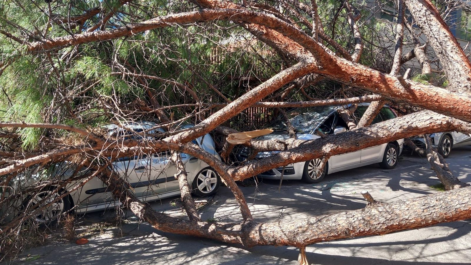 El vent ha tombat este arbre a la Plaça de l'Oest de Castelló.