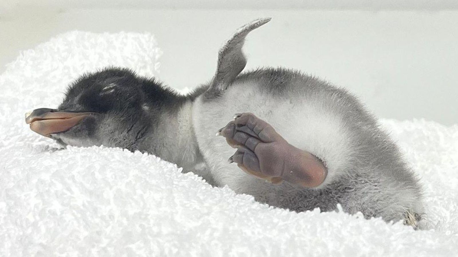 Una de les cries de pingüí Juanito