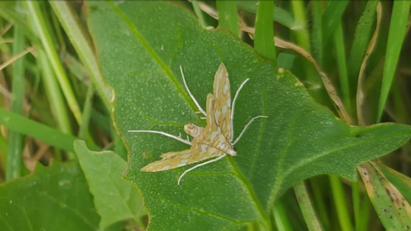 Troballa de lapallona Elophila nymphaeata