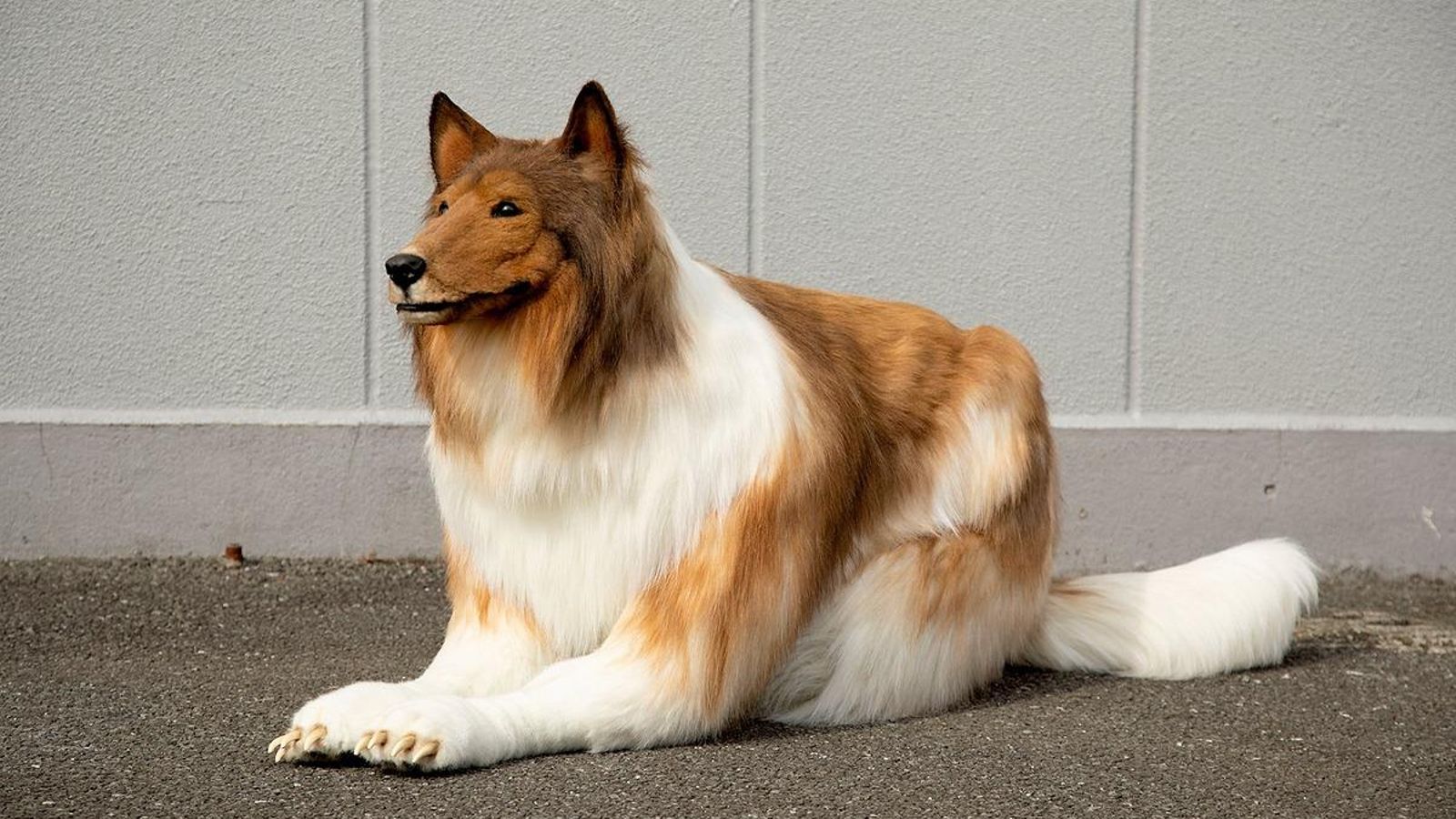 El gos Collie fabricat per l'empresa Zenet com a disfressa per al japonés Toko