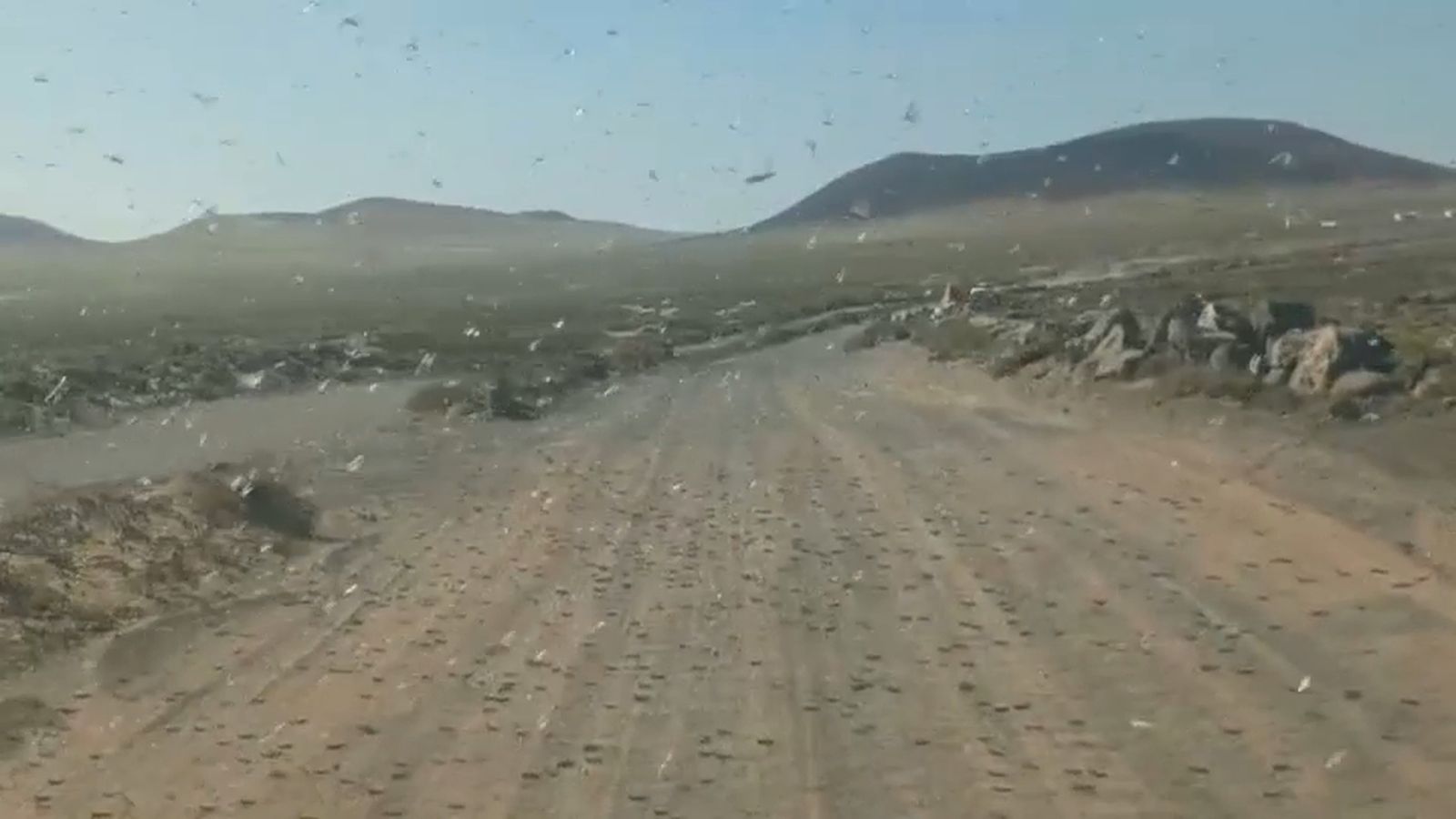 Plaga de llagostes a Lanzarote