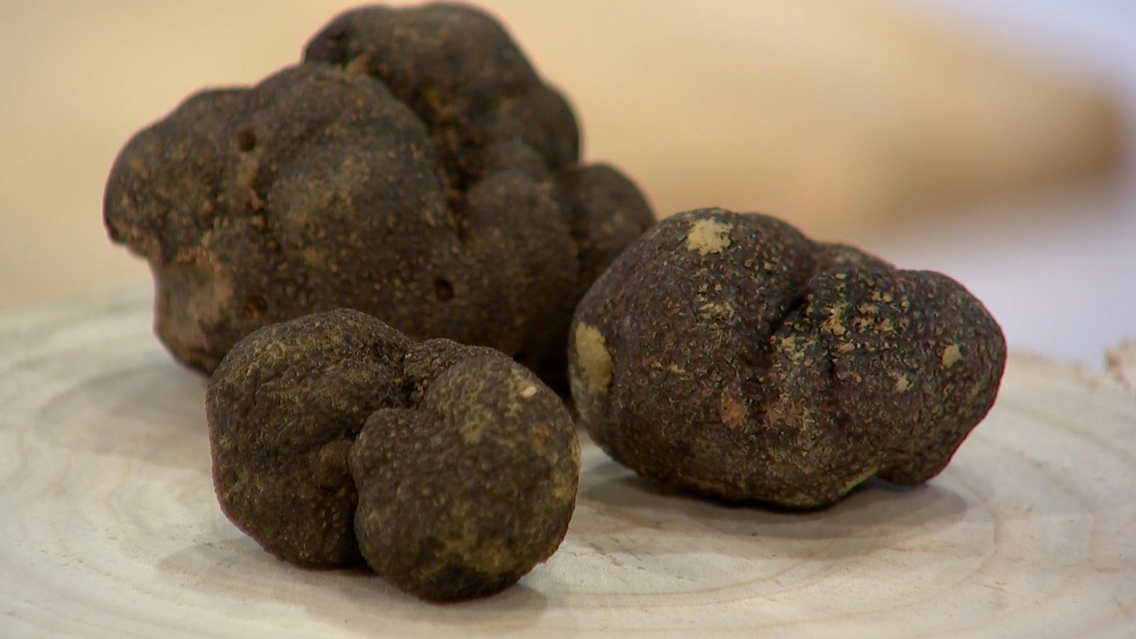 La Mostra de la Tòfona de Culla supera els 4.000 visitants