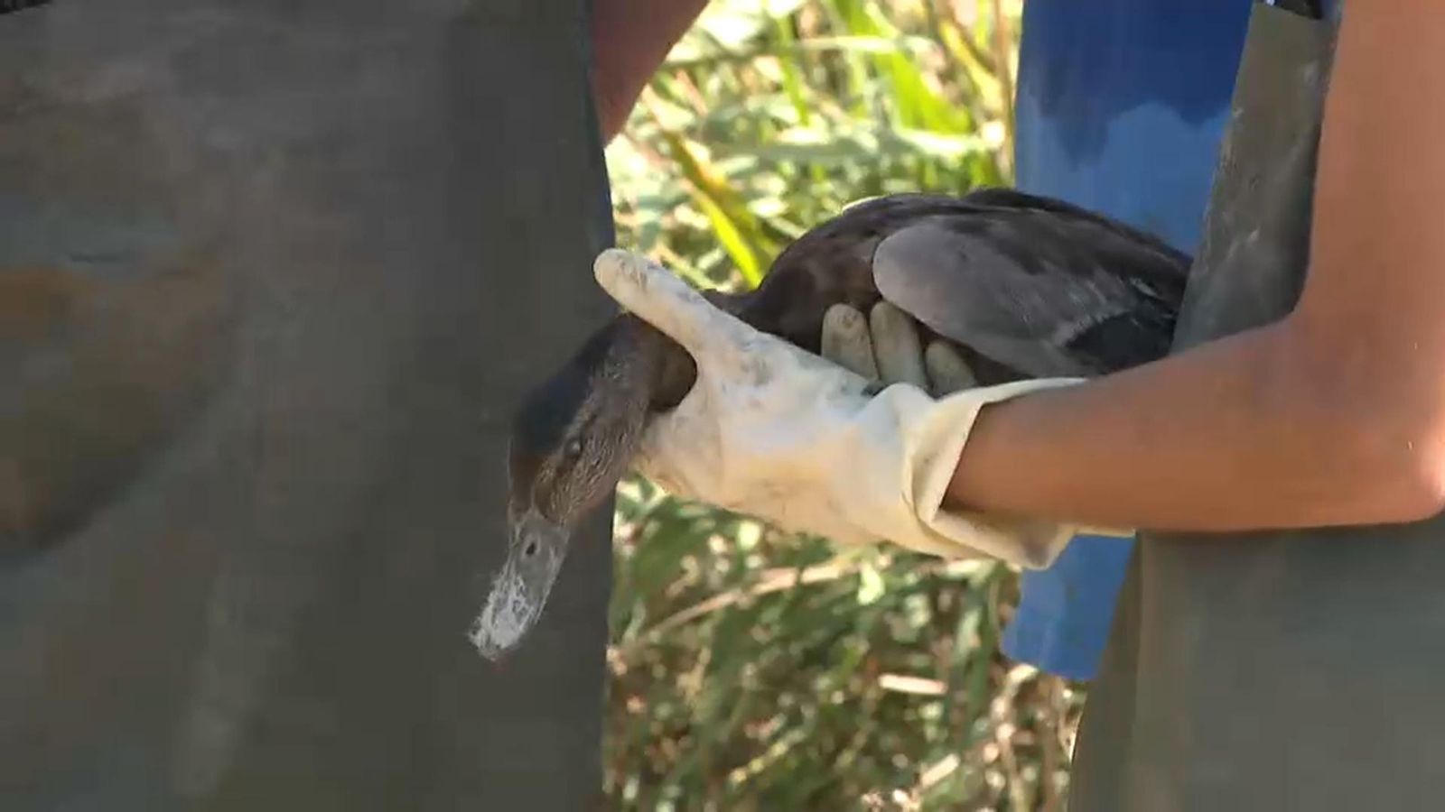 S\'erradica el brot de botulisme aviari a l\'Albufera