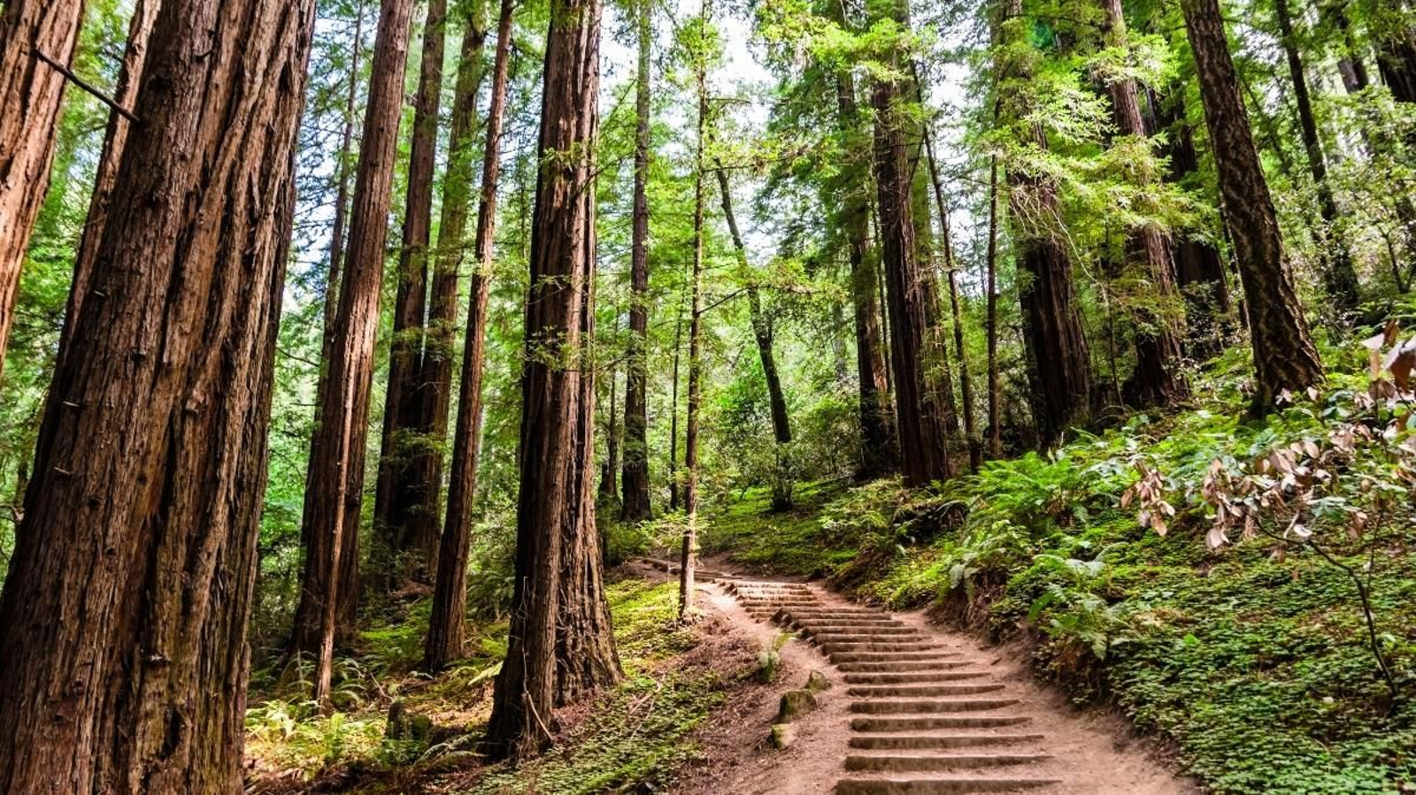 Aquest bosc alberga l’extraordinari paisatge de sequoies més pròxim a San Francisco