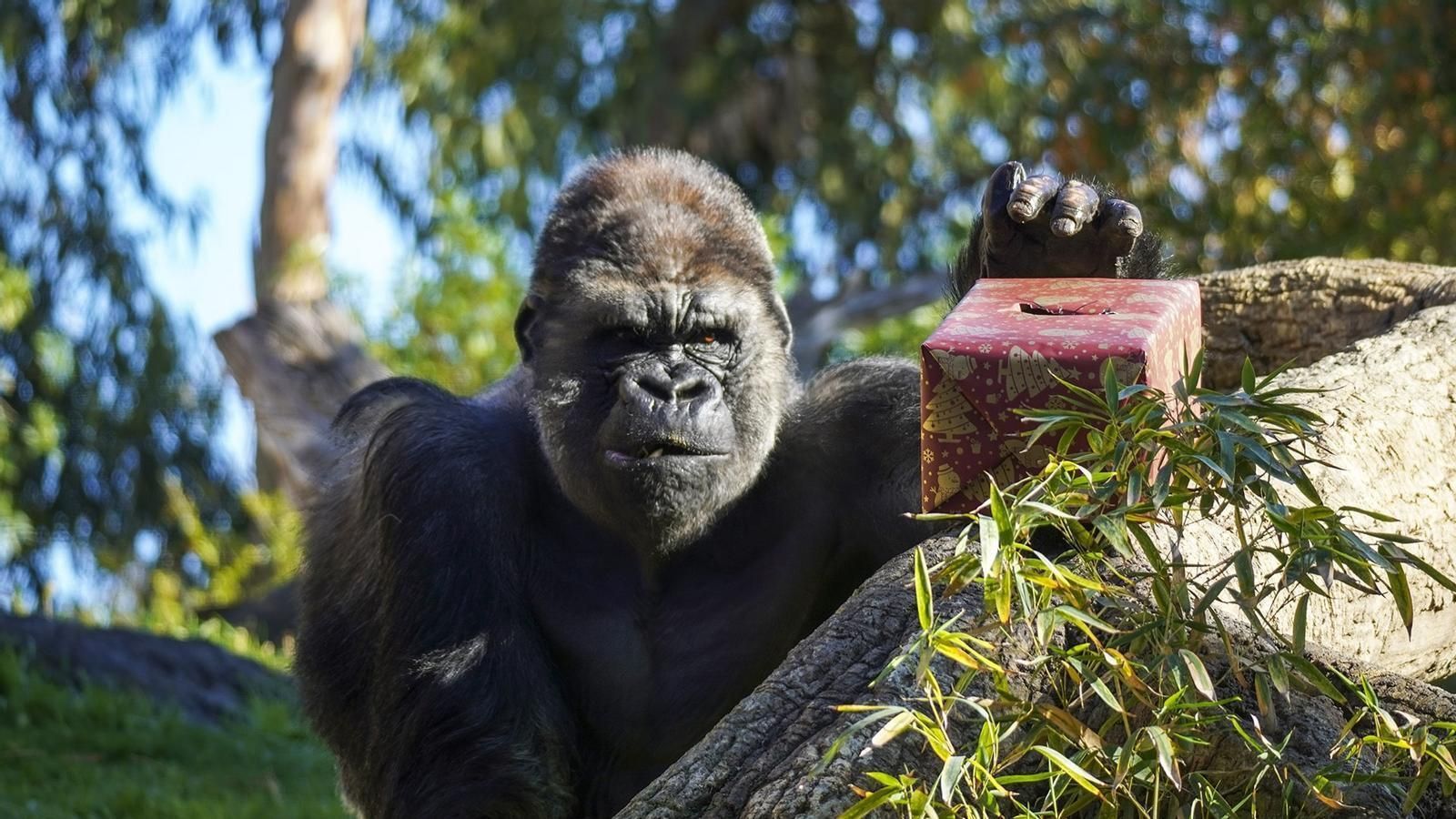 Lleopards, lleons, elefants, porcs espins i goril·les ja han pogut gaudir dels obsequis