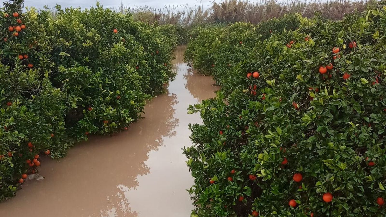 Un camp de cítrics on s'aprecia el toll que van deixar les tempestes de diumenge