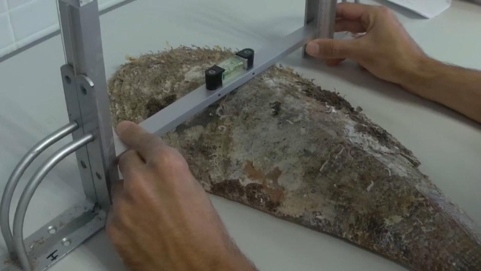 VÍDEO | La nacra, un mol·lusc gegant mediterrani en perill d\'extinció