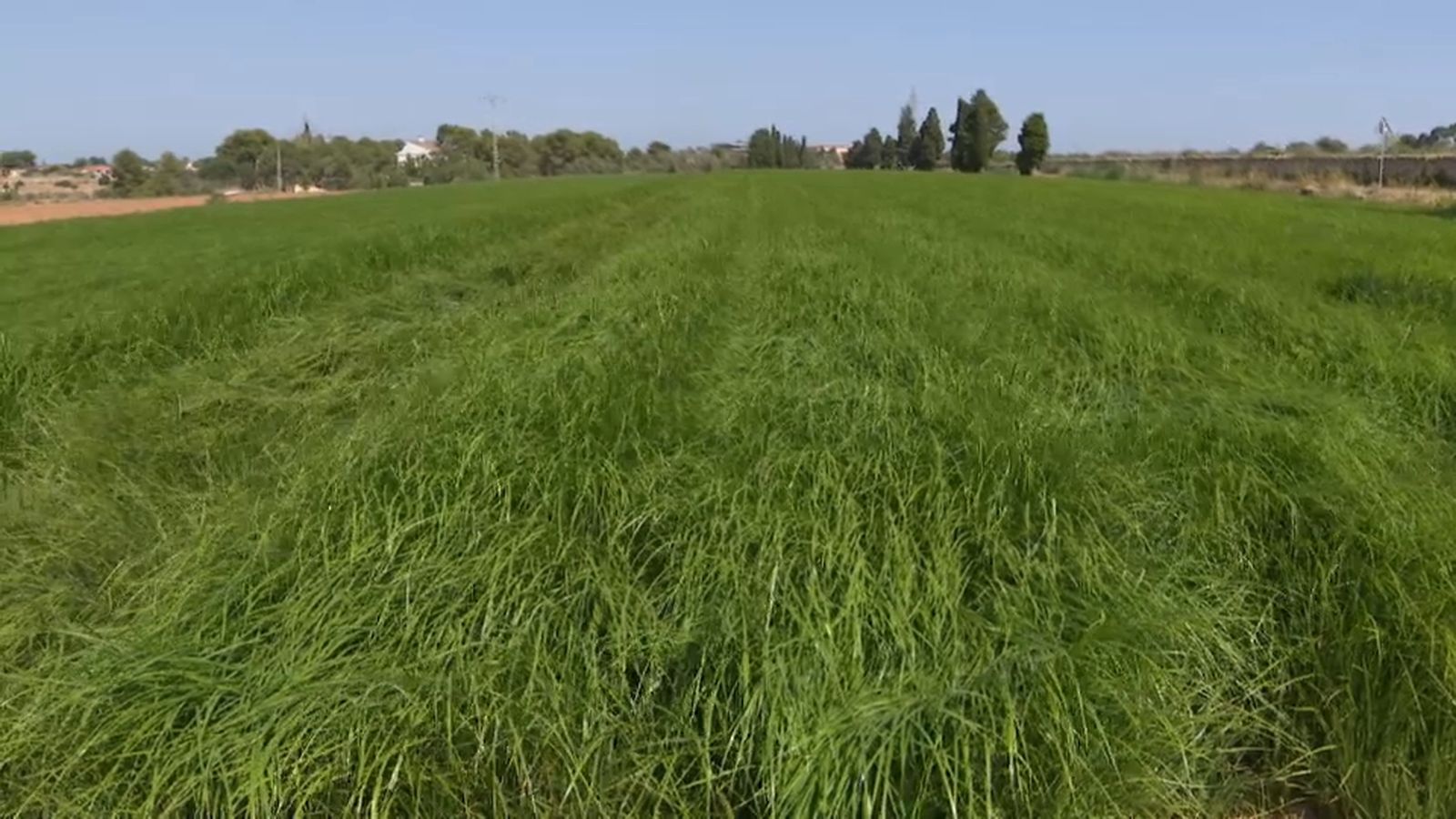 Aquesta plantació de xufes és la primera que es fa amb la llavor millorada en un laboratori