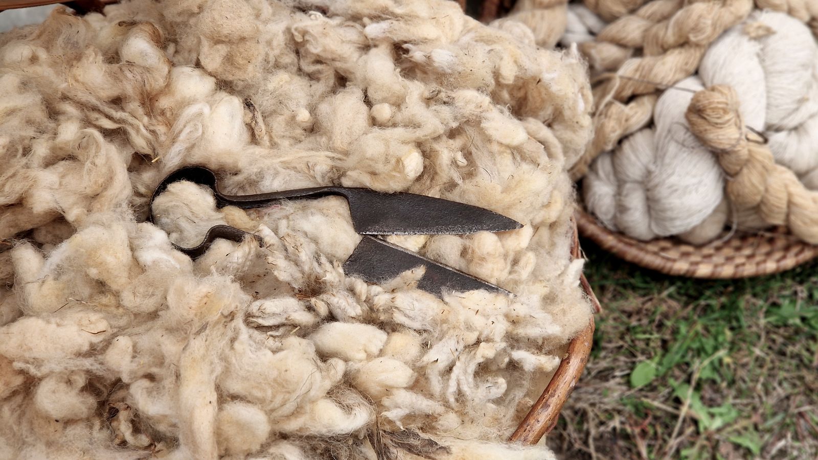 En la imatge, llana acabada d'esquilar