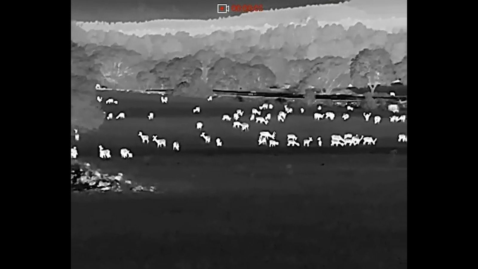 Imatge nocturna on s'aprecia la presència de fauna salvatge