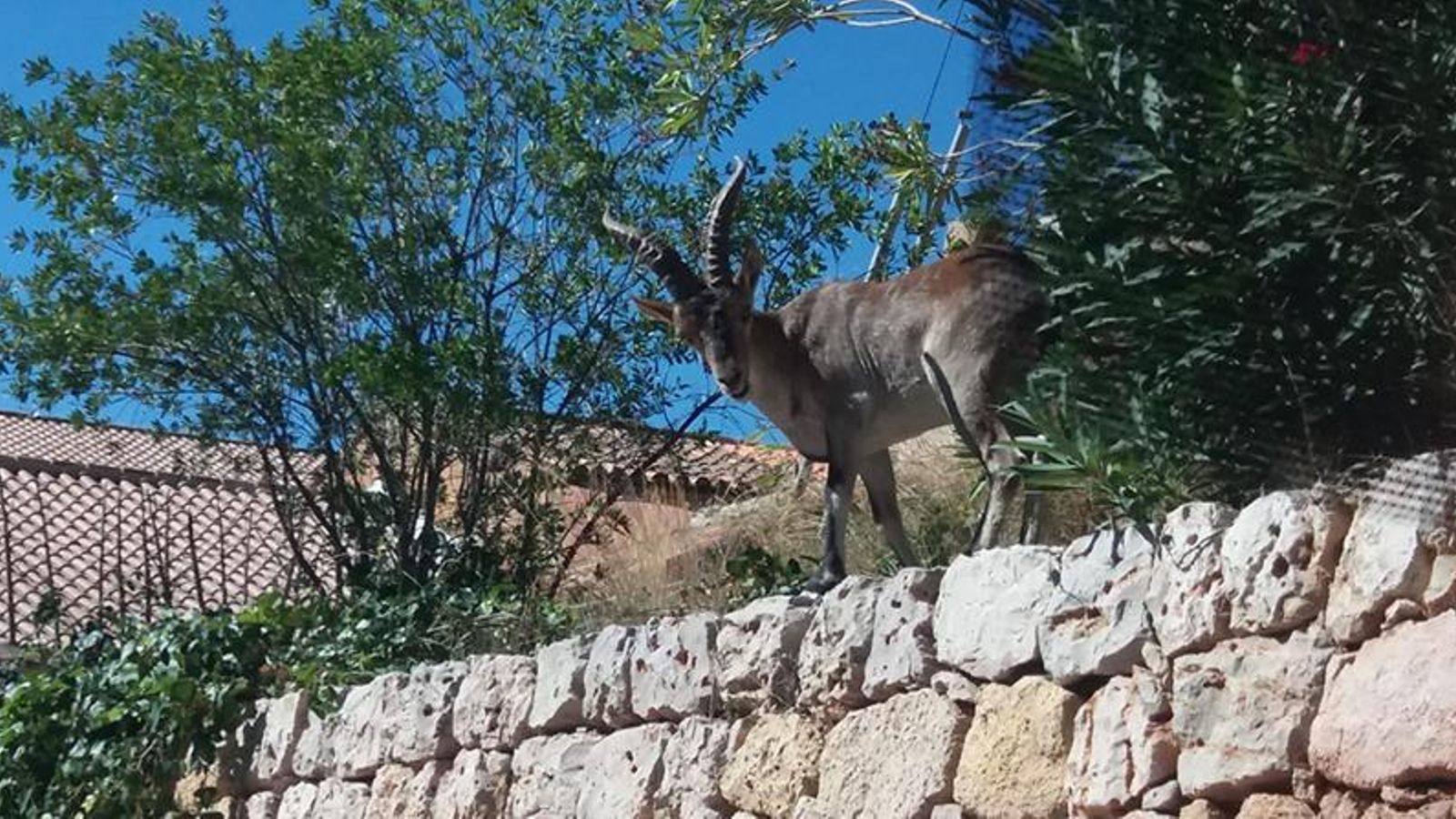 Una cabra en els voltants d'Aiora