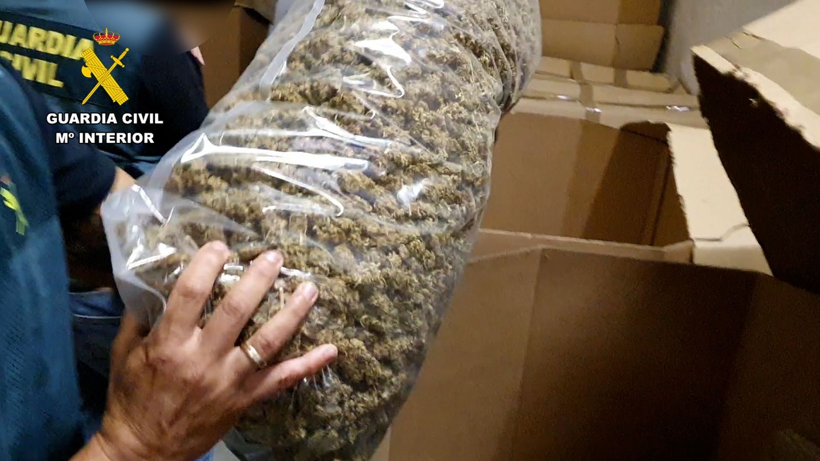Part de la marihuana envasada que ha confiscat la Guàrdia Civil