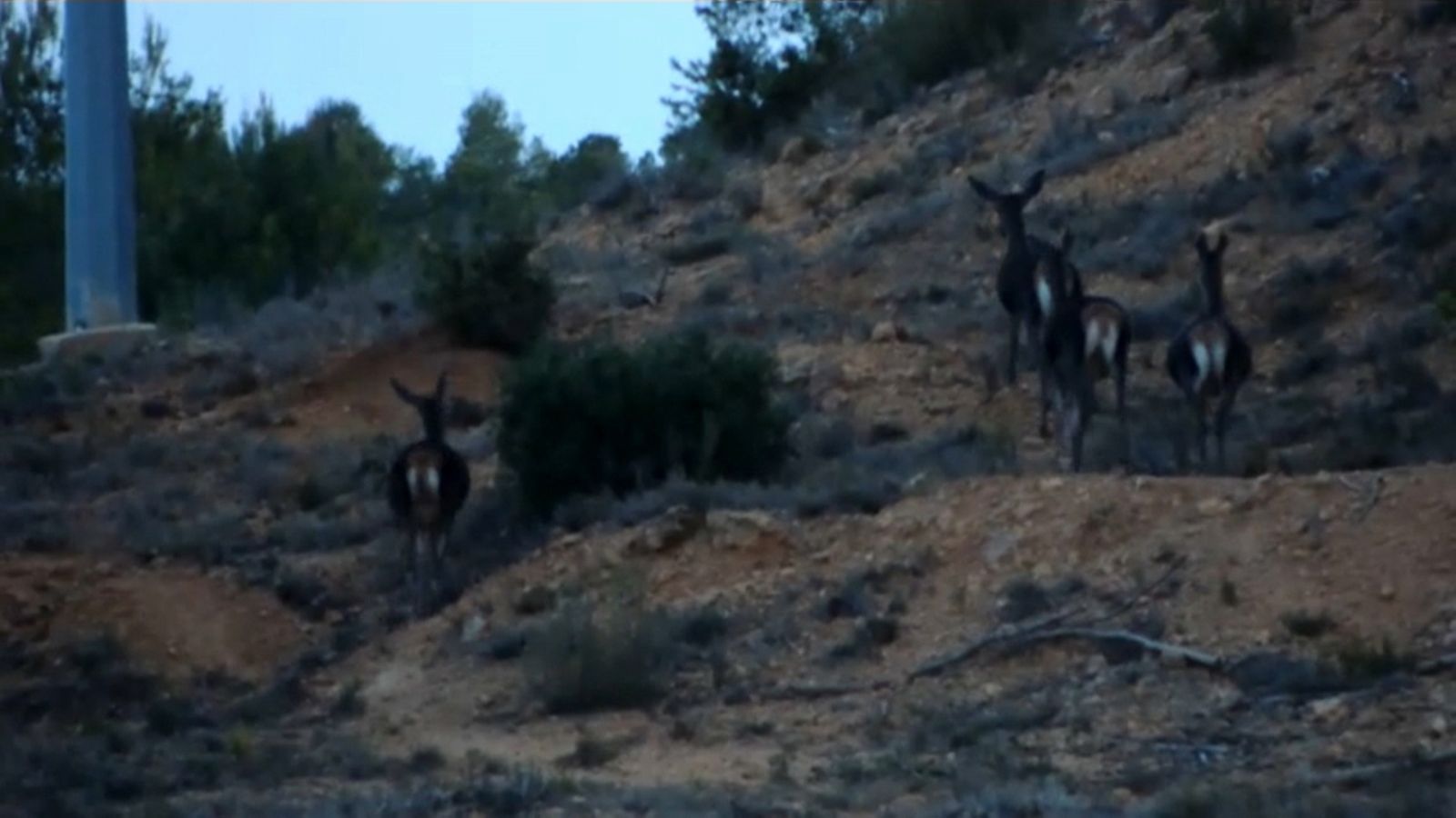 La fauna salvatge amenaça els cultius, segons denuncia la Unió Llauradora