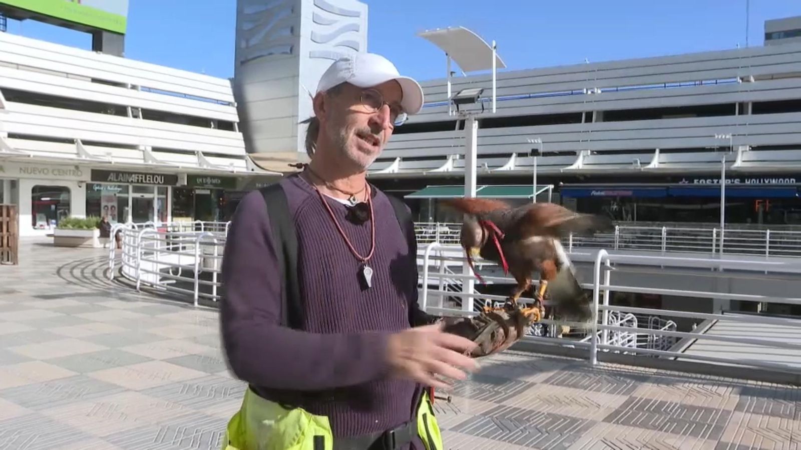 Un dels sistemes més efectius per a controlar l'excés d'esta avifauna urbana és l'ús d'àguiles o falcons