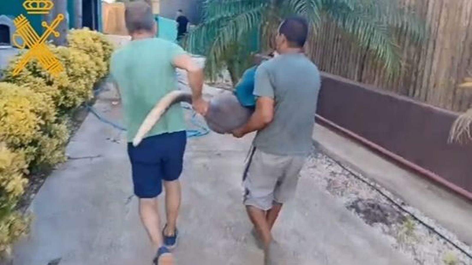 Rescaten un altre dels cangurs que havien escapat d'un zoo de Benicarló