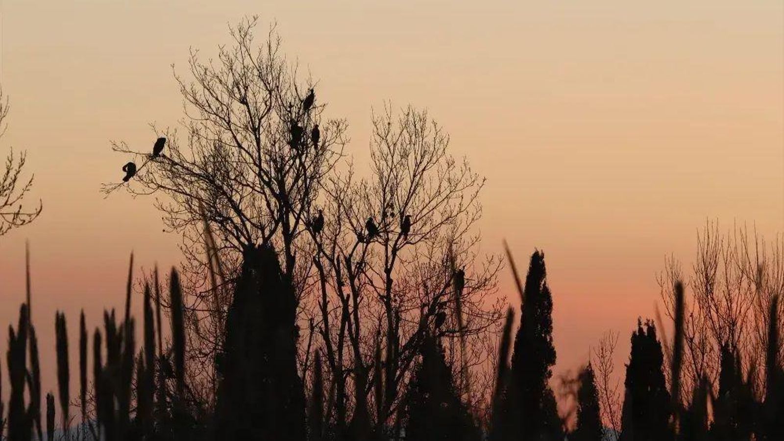 Corbs de mar en els dormidors del riu Millars