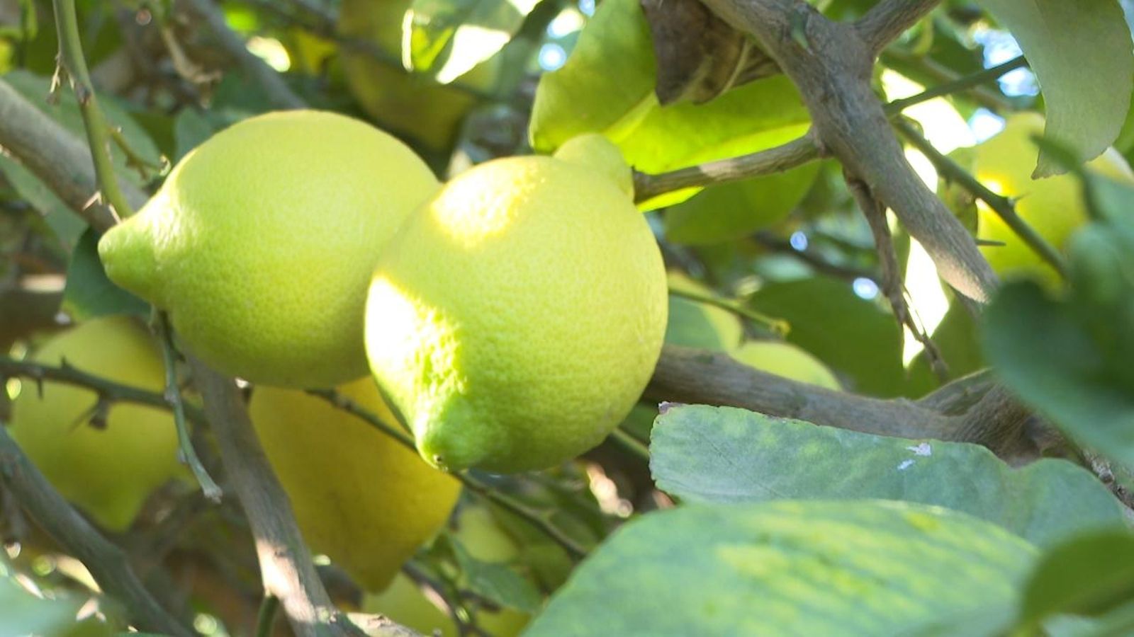 Llimes del camp alacantí
