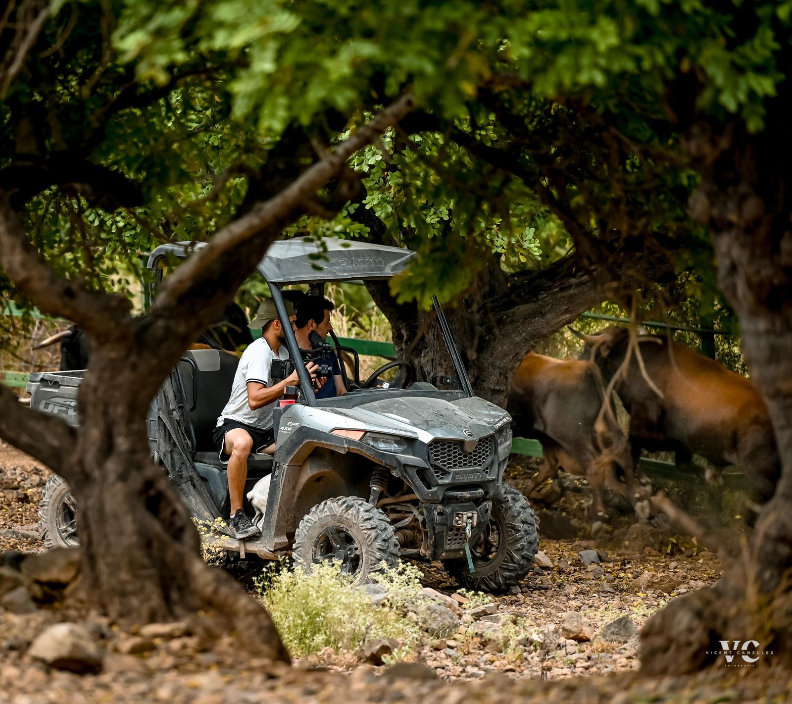 Arriscant prop dels bous al camp