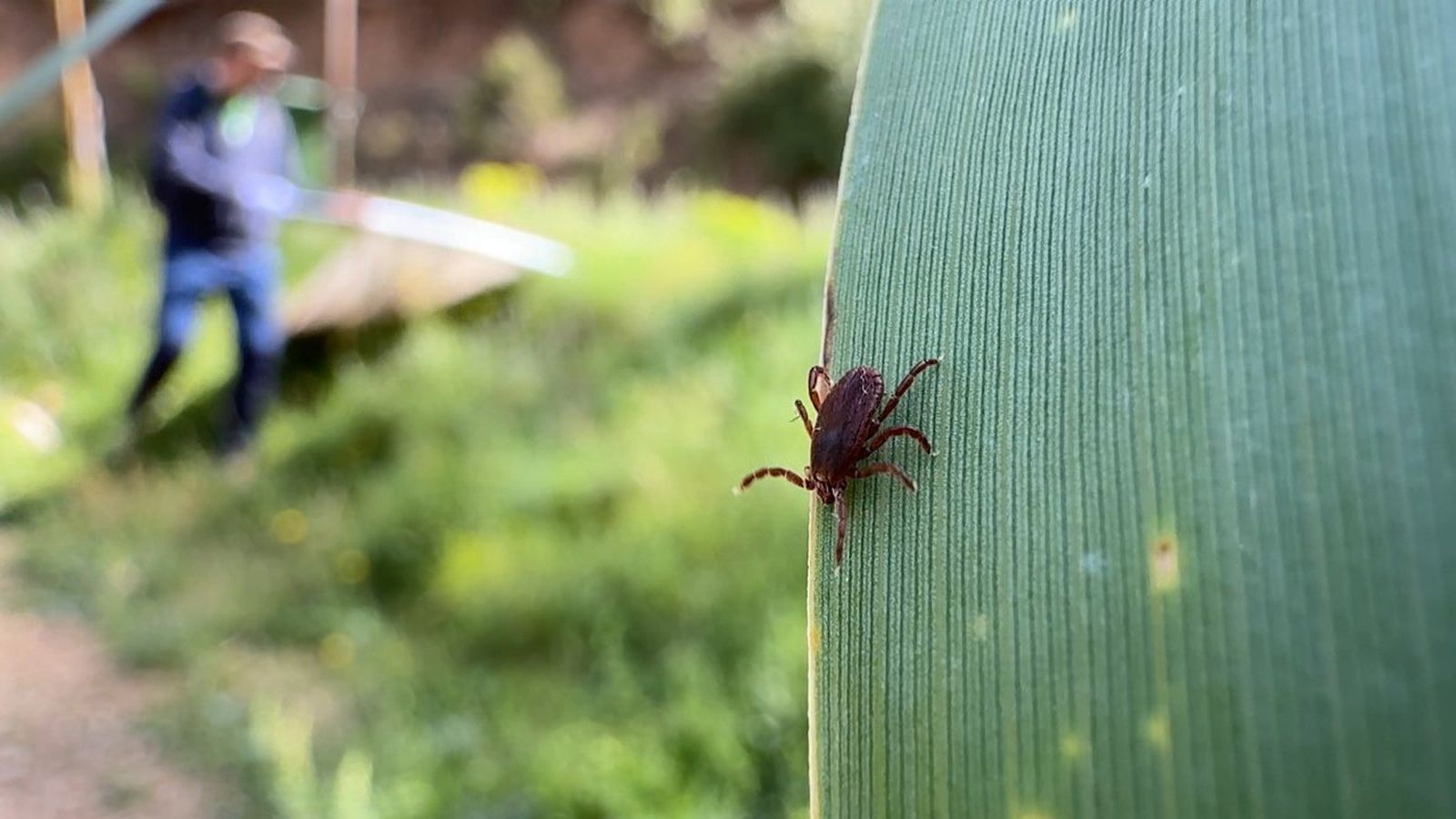Les palgues d'insectes