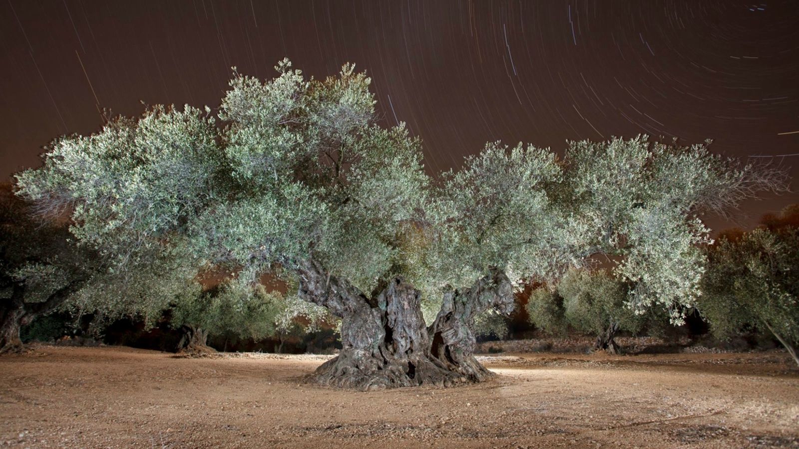 L'olivera de Sinfo a Traiguera, millor olivera monumental d'Espanya 2018