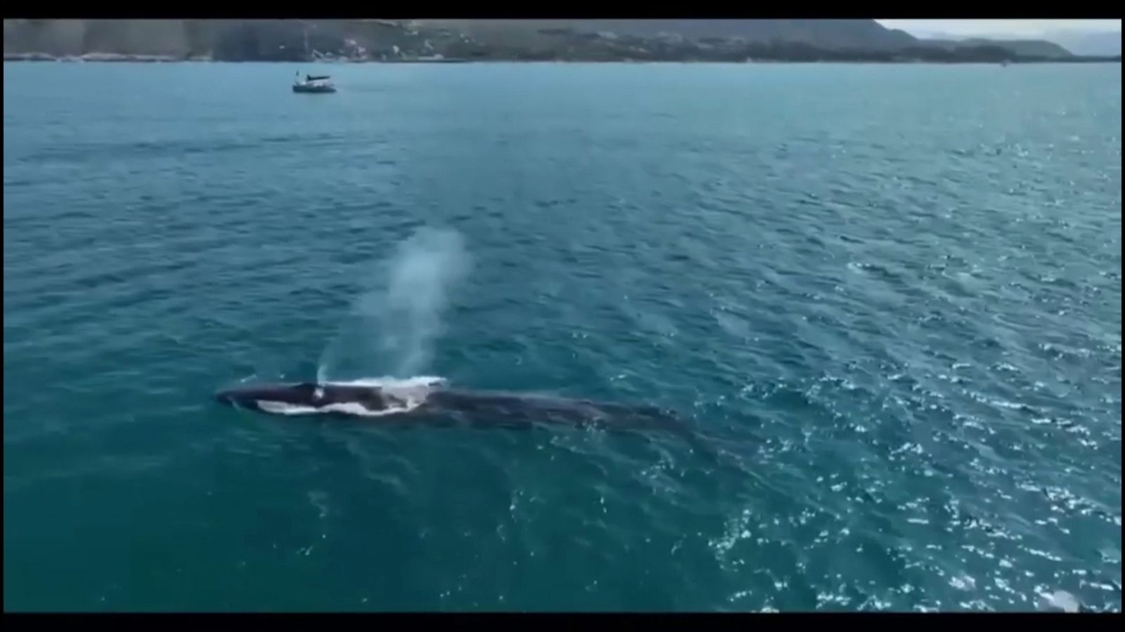 Un exemplar de rorqual comú davant de Dénia