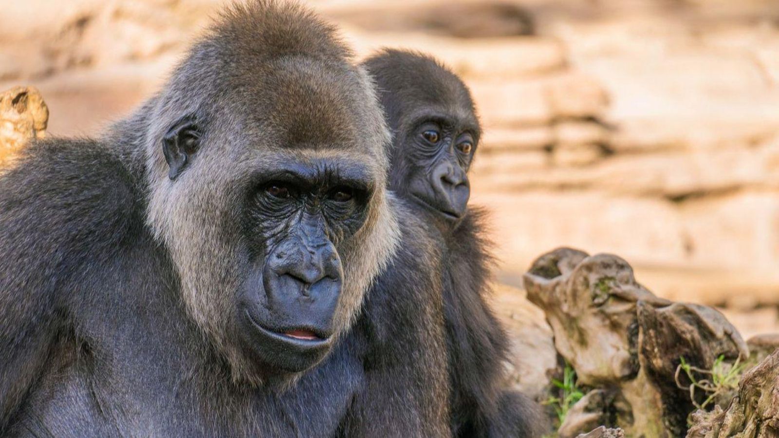 Un goril·la del Bioparc amb la seua cria