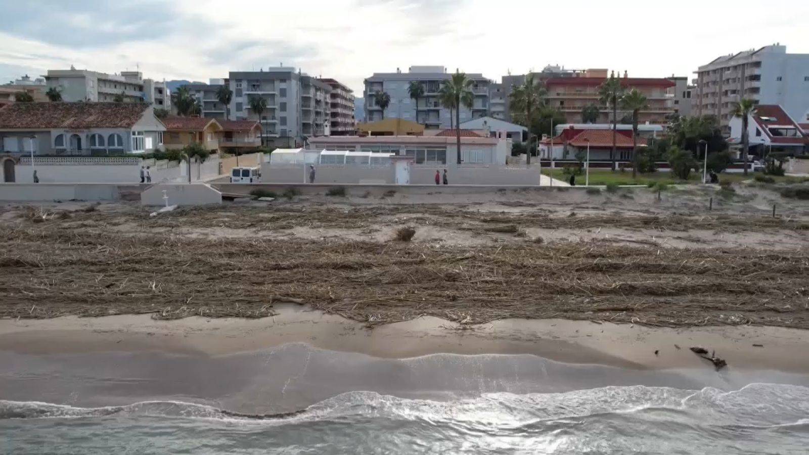 Una catifa de canyes cobrix els arenals de la Safor i la Marina Alta