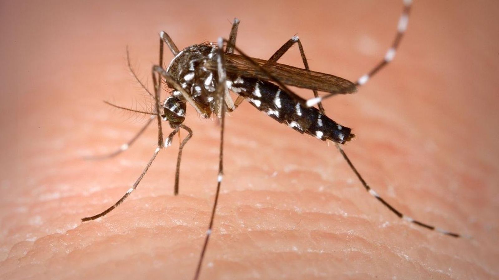 Islàndia va diagnosticar per error chikungunya a turistes que havien viatjat a Alacant