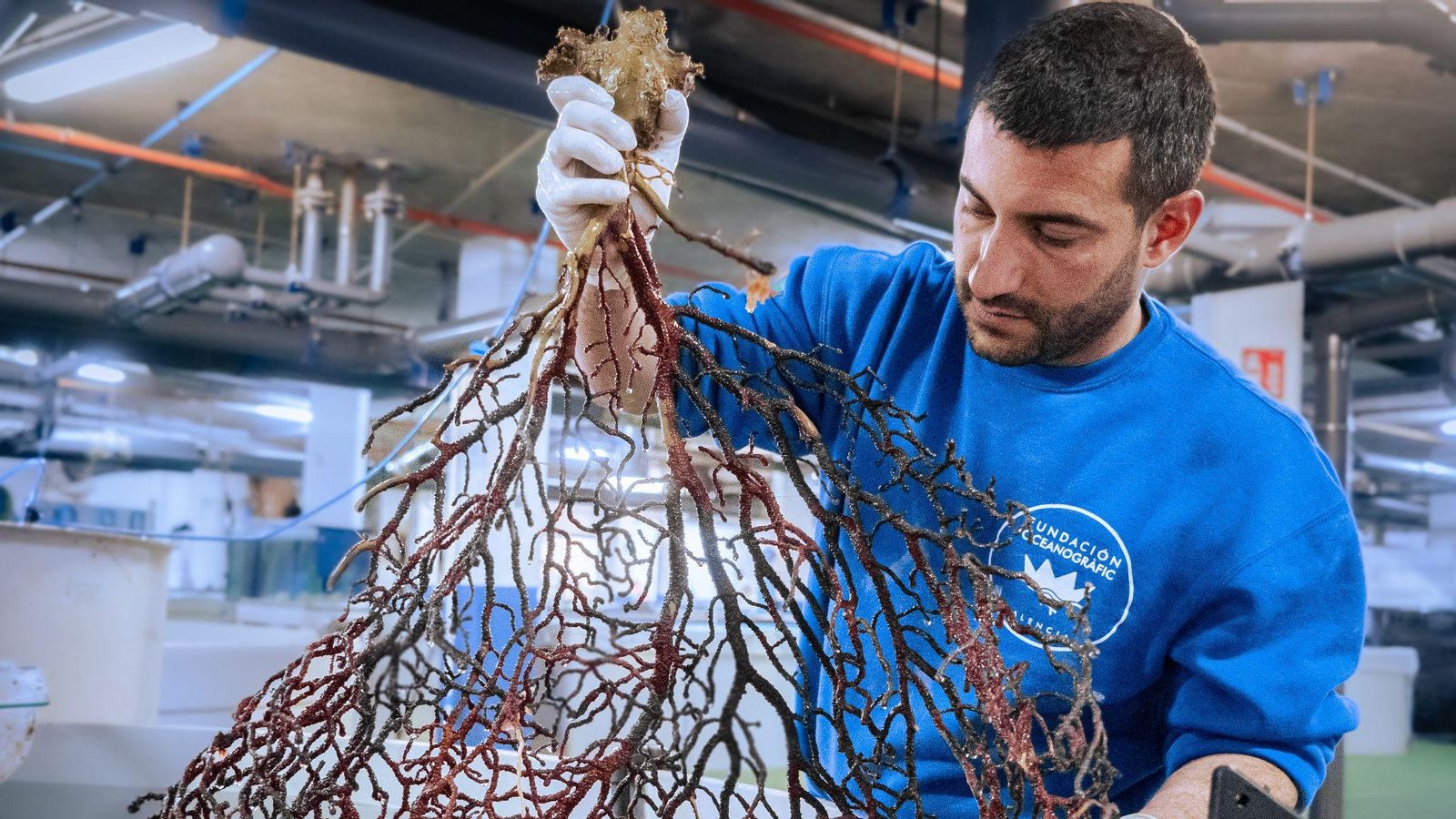 L'exemplar de coral rescatat