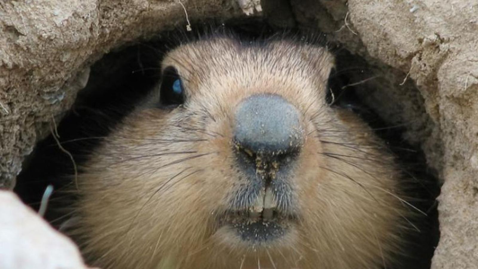 Dia de la Candelera i Dia de la Marmota, dues tradicions per a fer una previsió de l\'hivern