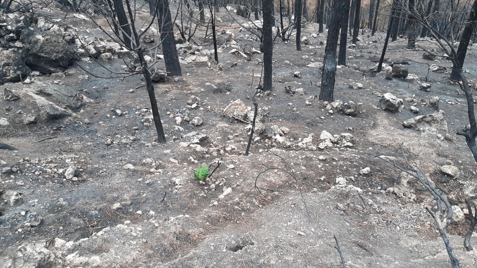 Imatge d'arxiu de la zona afectada per l'incendi de Begís del 2022 BEGÍS BEJÍS, L'ALT PALÀNCIA
