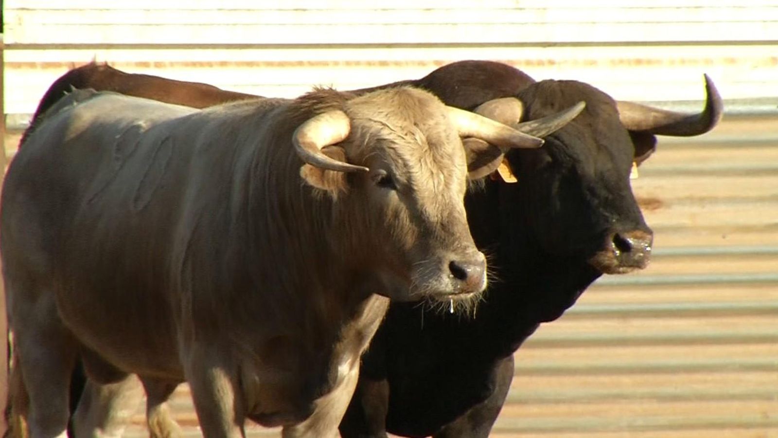 Imatge d'arxiu d'uns bous