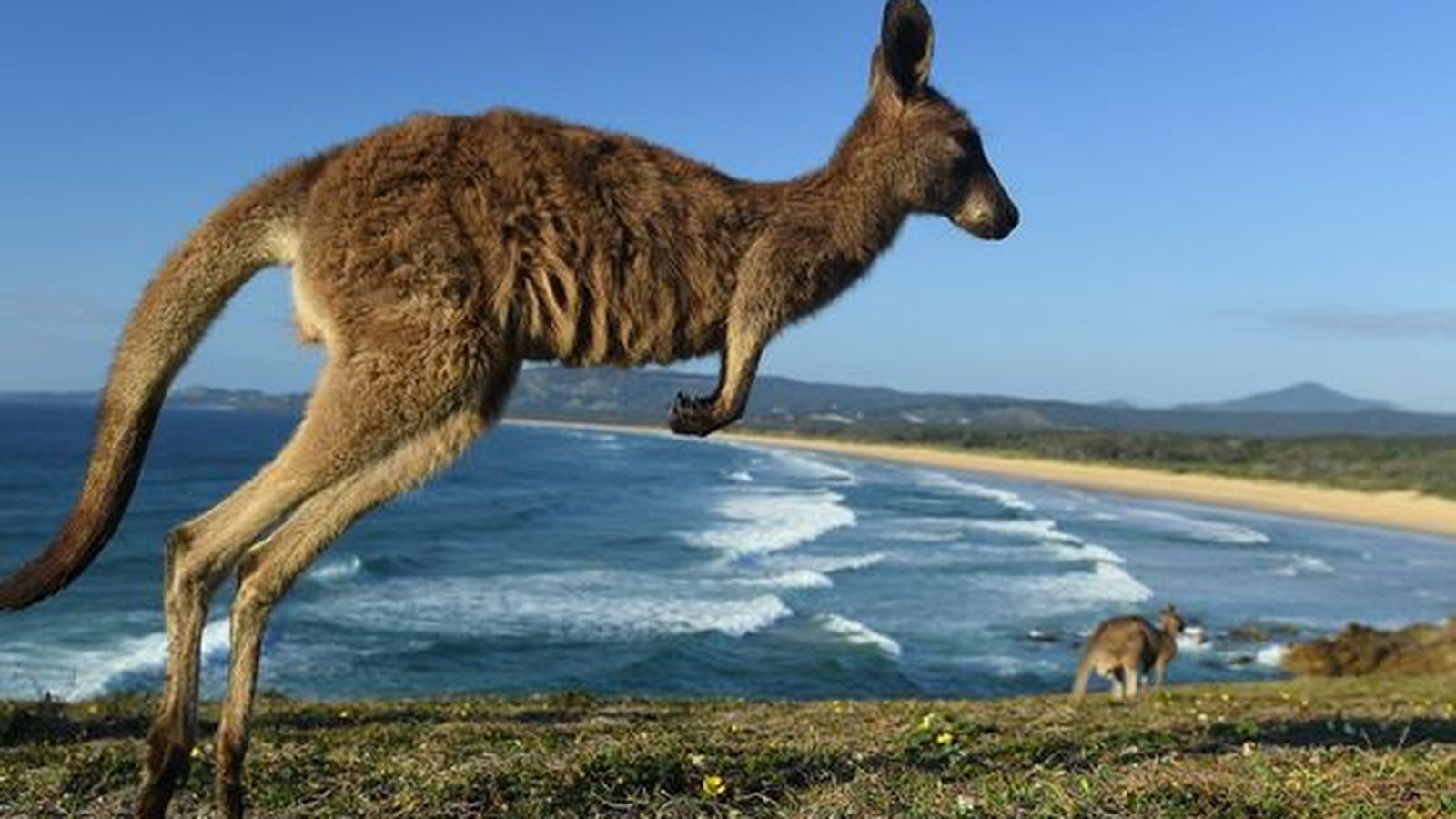 Un cangur a Austràlia en una imatge d'arxiu