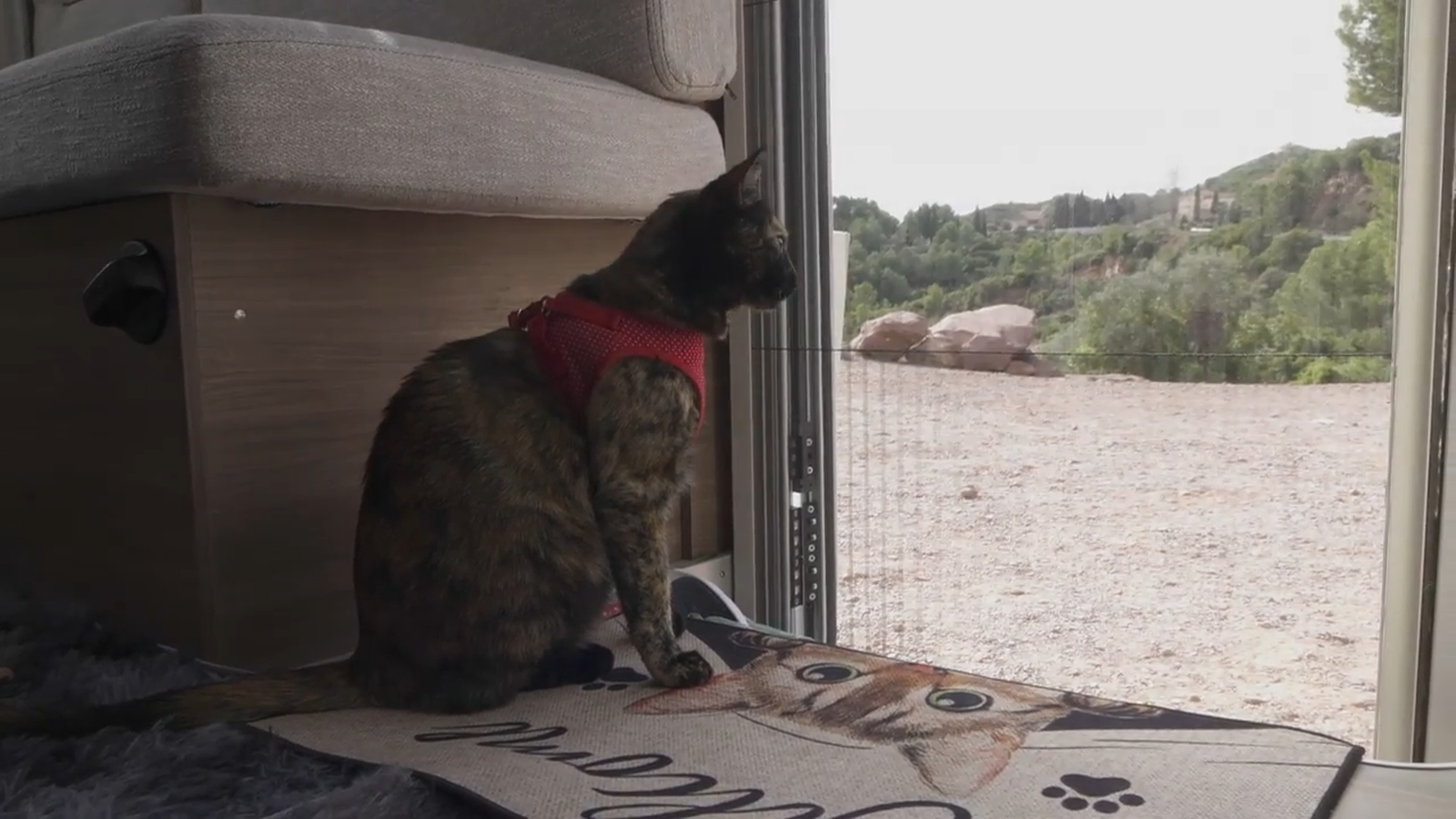 Animalades | Talent animal