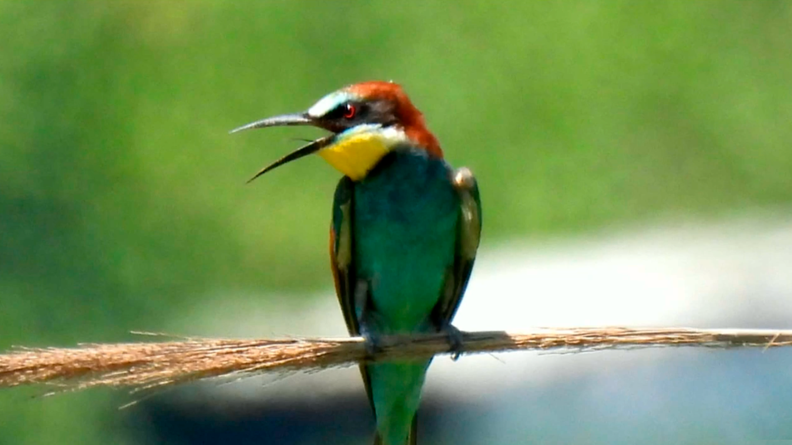 Manuel, la Ribera Alta