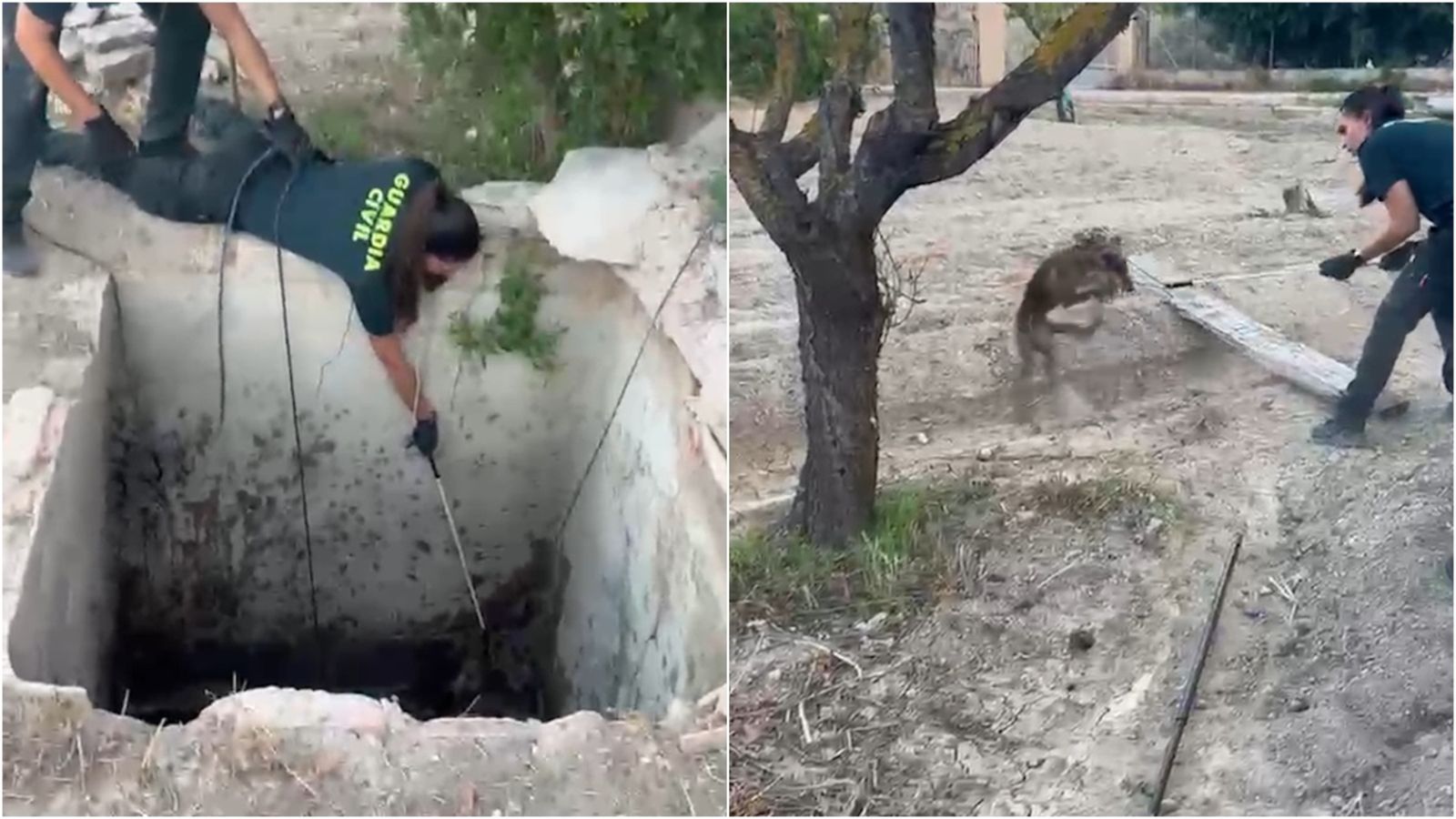 Agents de la Guàrdia Civil rescaten una rabosa que s'havia quedat atrapada en un pou