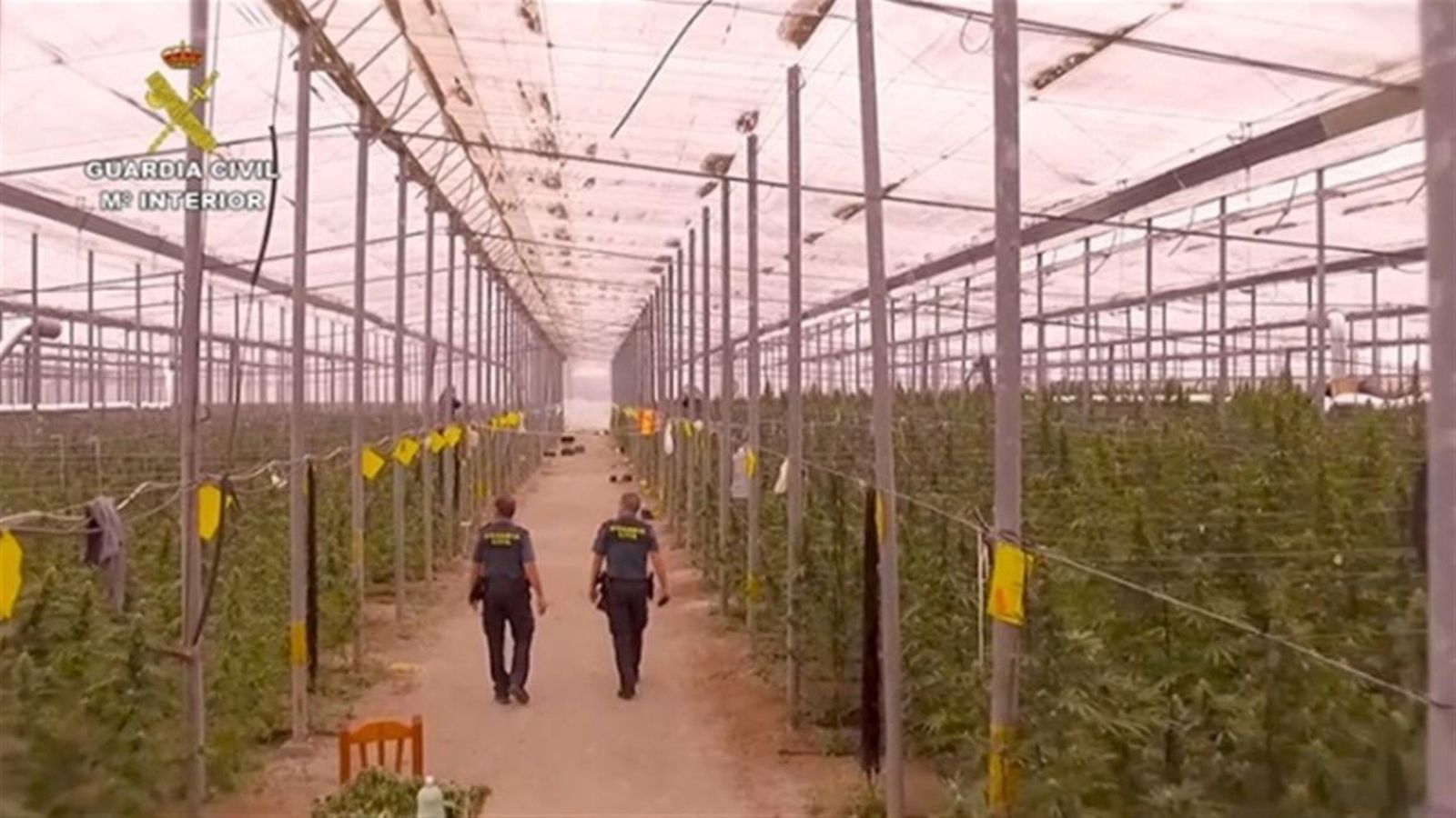 Un dels hivernacles on conreen la marihuana a gran escala