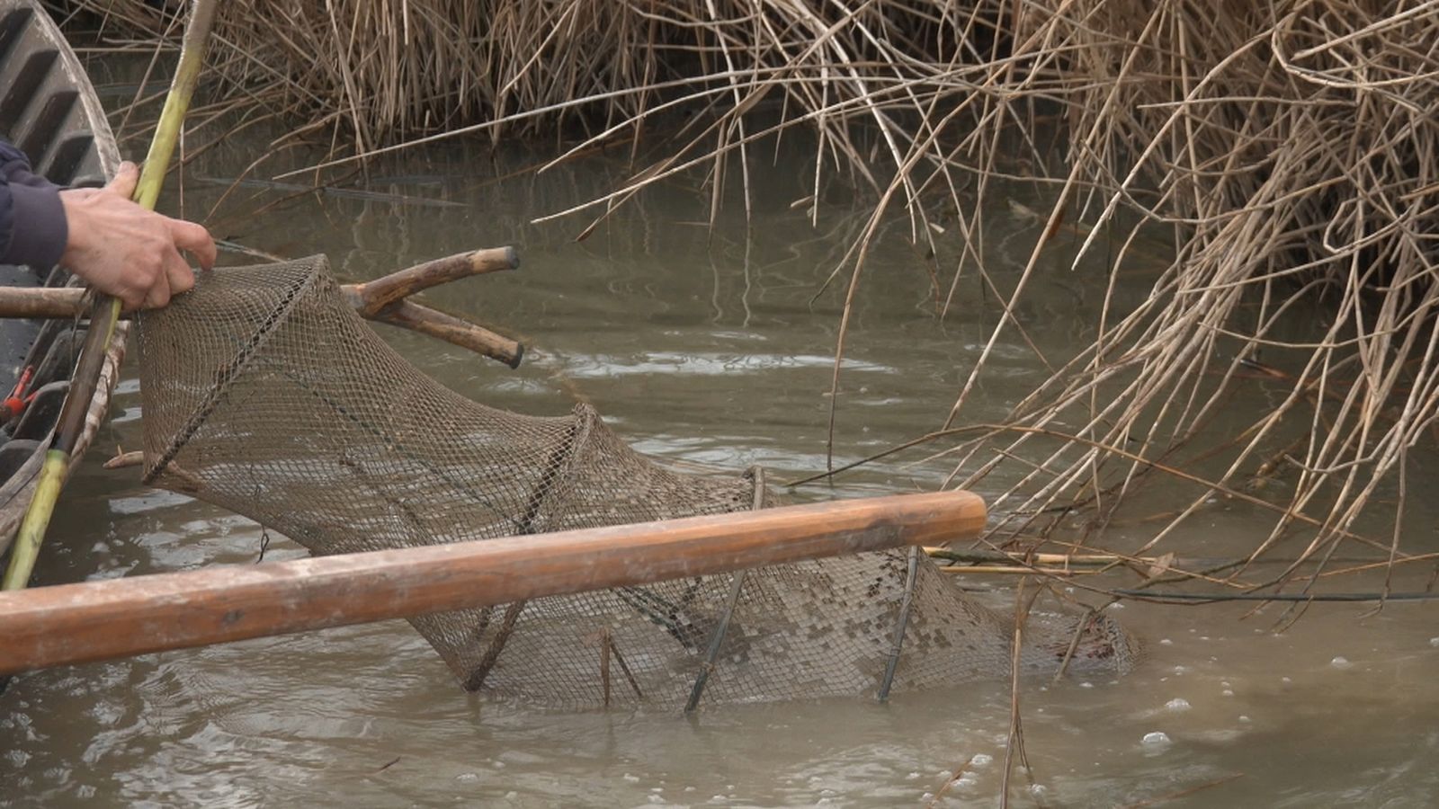 Les comunitats autònomes rebutgen per tercera vegada la proposta del Miteco d'augmentar la protecció a l'anguila