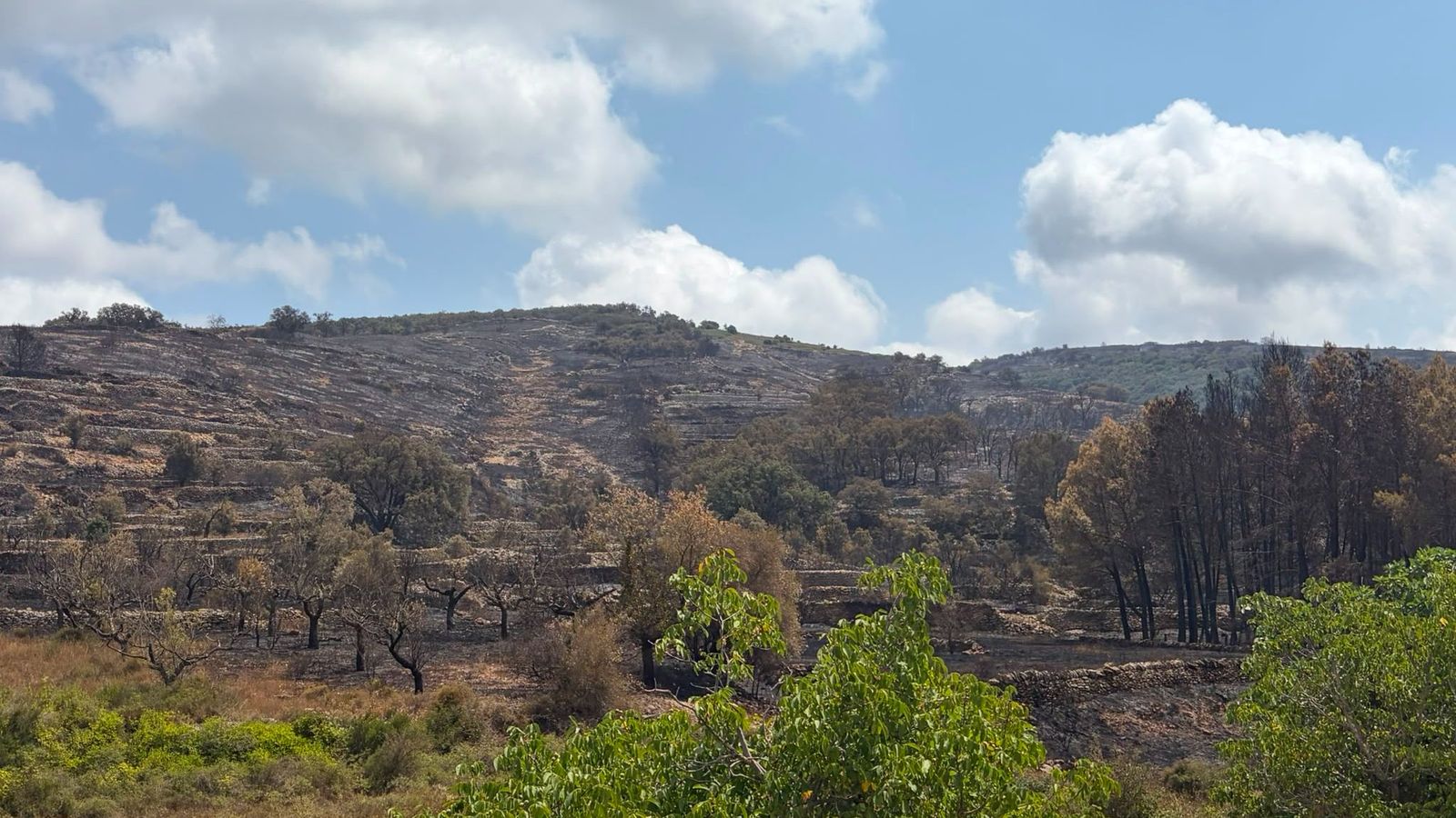 Superfície cremada per l'incendi de Tírig