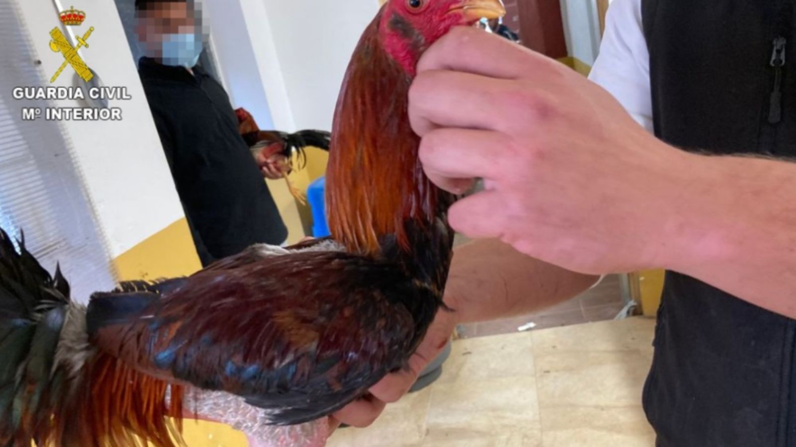 Un dels galls intervinguts