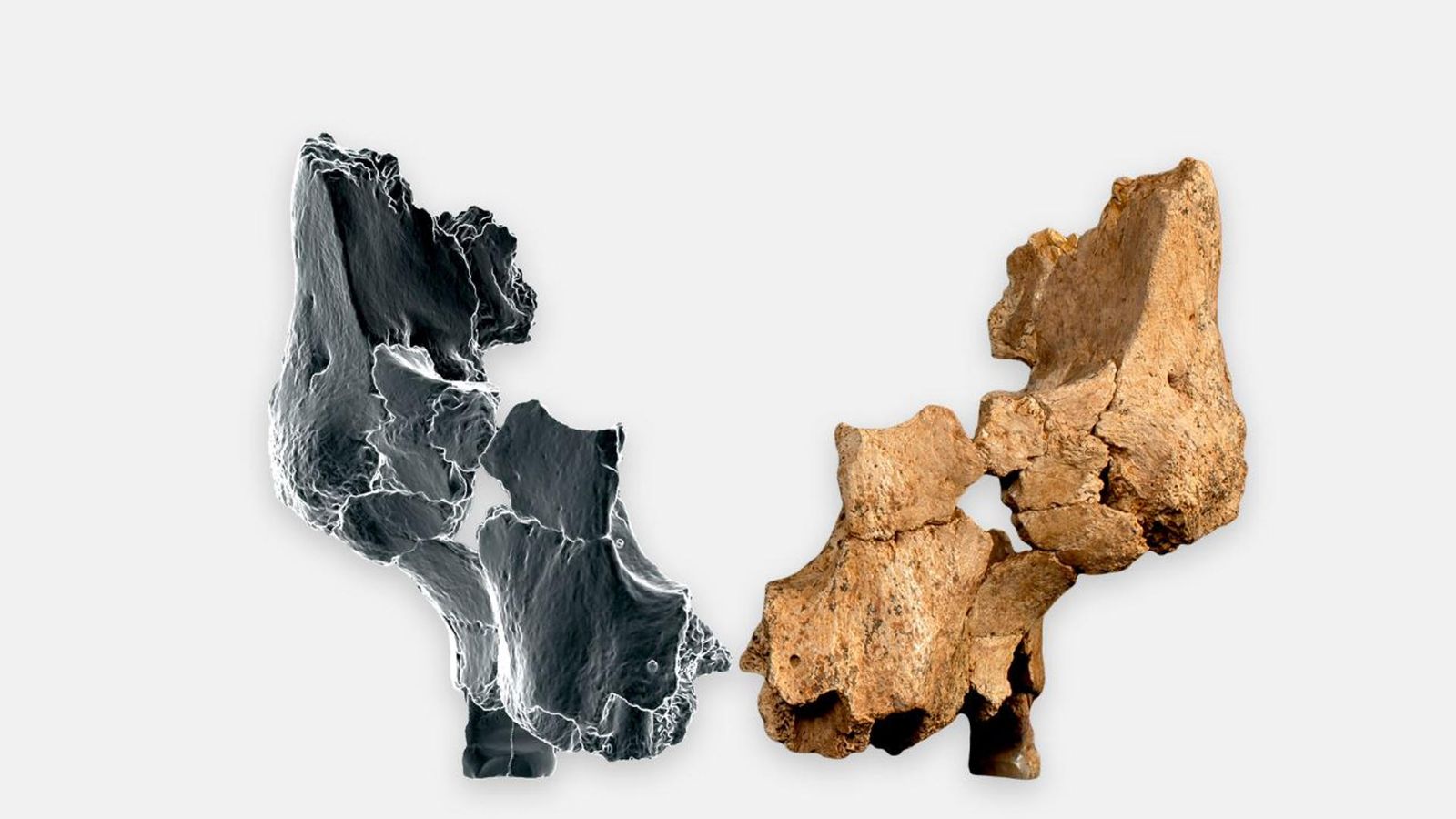 Atapuerca presenta restes d'una espècie humana nova a Europa, d'1,4 milions d'anys