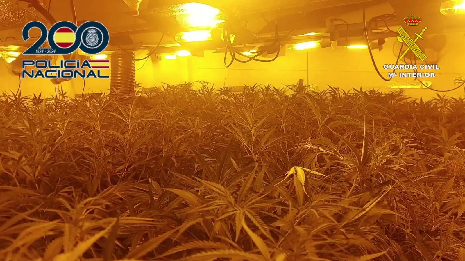 Desmantellen a Millena una organització criminal dedicada al cultiu i venda de marihuana