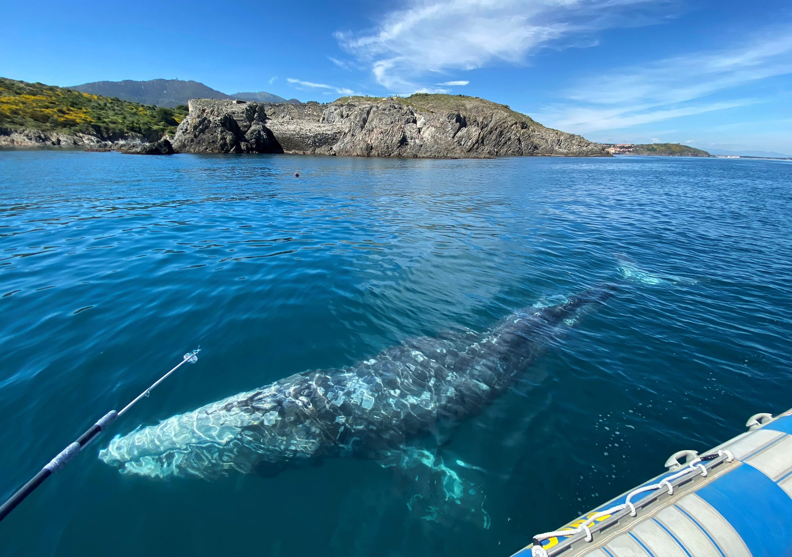 La balena Wally prop de les costes de França