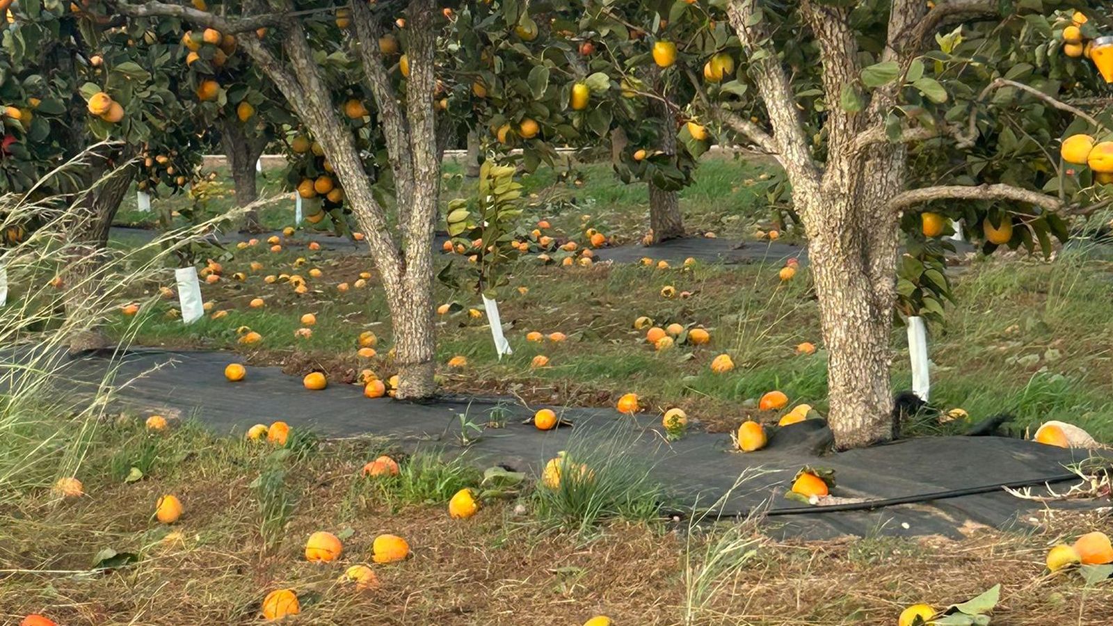 Vent en caqui a terra