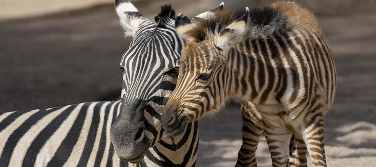 Encara es desconeix el sexe de la nova zebra nascuda al Bioparc de València