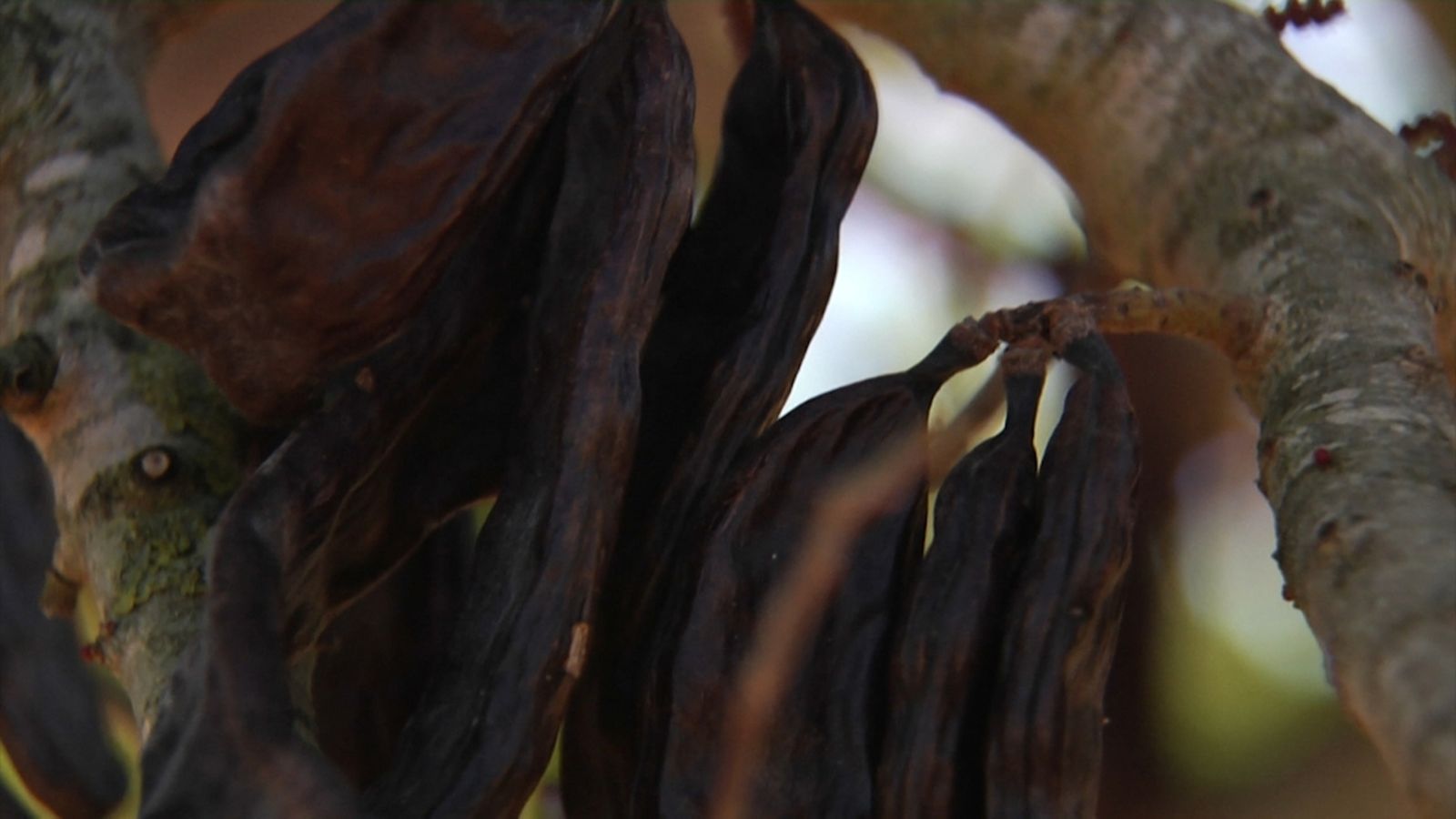 Els llauradors de les Coves de Vinromà organitzen patrulles veïnals a causa dels robatoris de garrofes