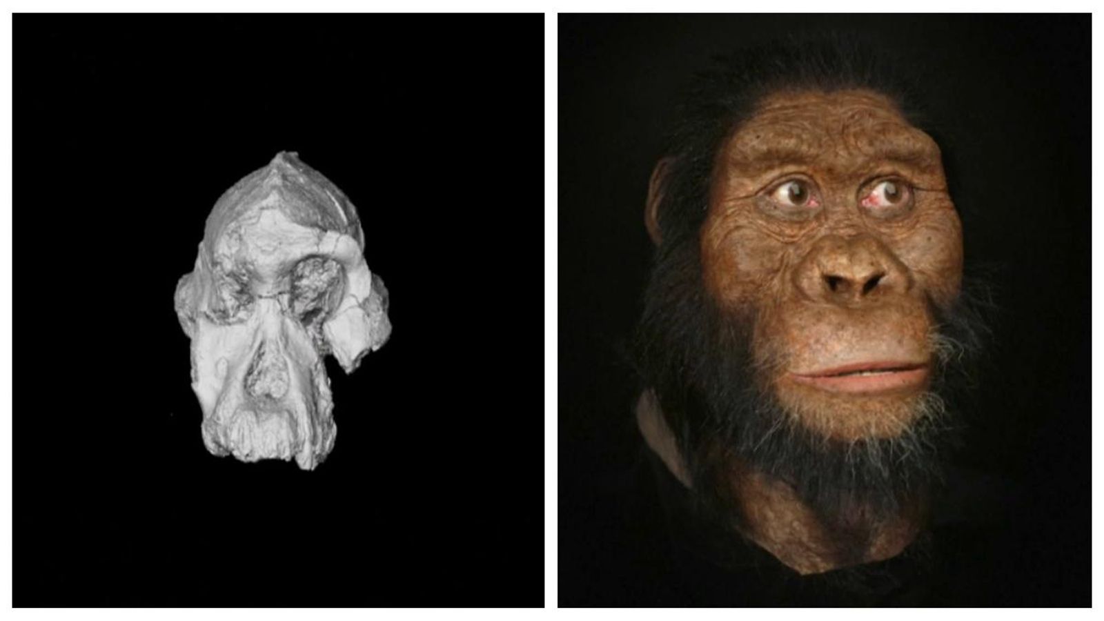 Troben un crani de 3,8 milions d’anys