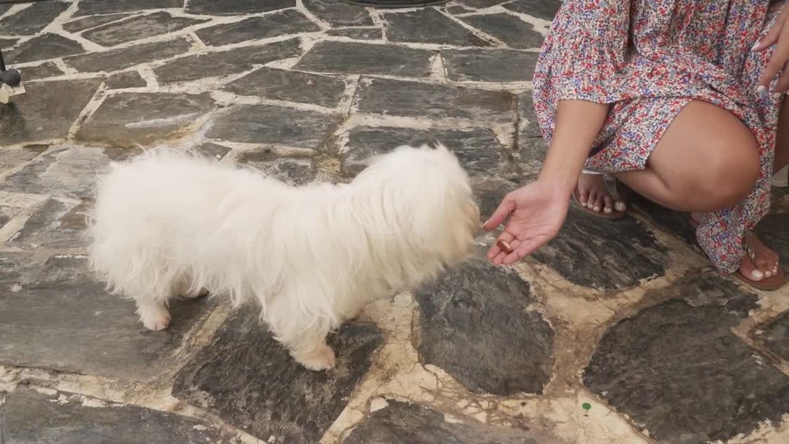 06.10.2018 | Ana fa teràpia amb aus
