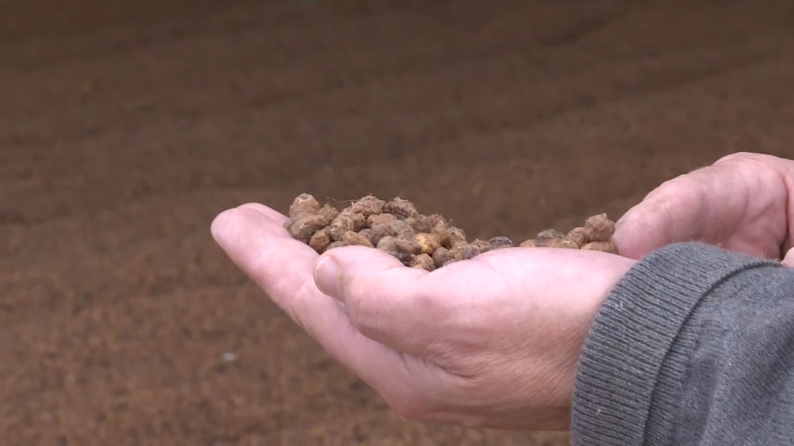 Cau la producció de xufa per tercer any consecutiu